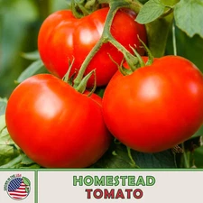 10 Organic Homestead Tomato Seeds, Heirloom, Heat Resistant, Genuine USA
