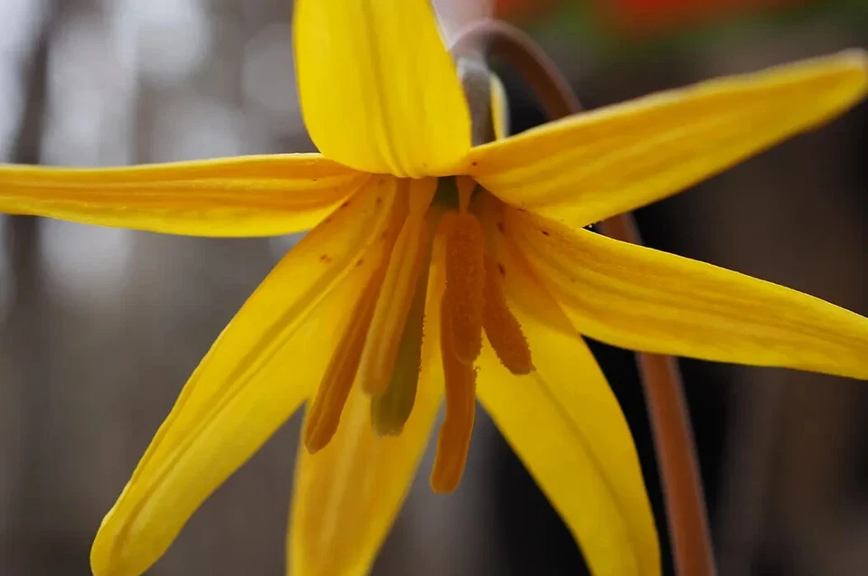 Trout Lily Erythronium Americanum Perennial Bare Root Live Plant Outdoor Garden - Image 2 of 4