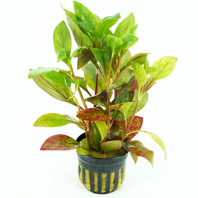 Buy2Get1Free Red Broad Alternanthera Potted Live Aquarium Plant
