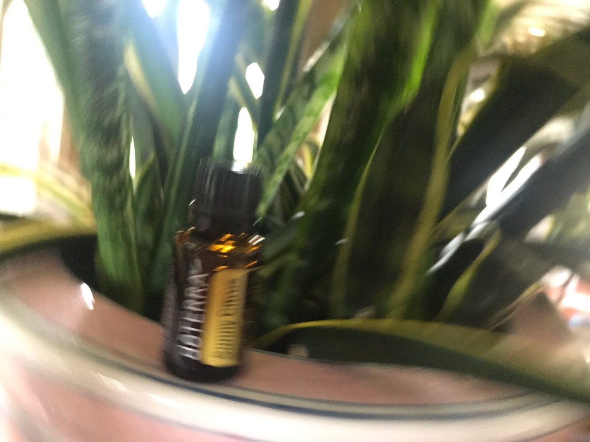 doTERRA - sunny　 Discover Solutions: Sunny Citrus | doTERRA Essential Oils