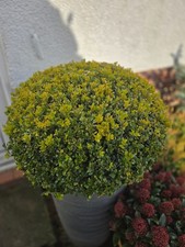 10x Buxus Box Hedging Plants.  Top Quality Young Plants. Hardy Evergreen Topiary