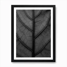 Black Leaf Fiddle Leaf Fig Tree Art Framed Wall Art Poster Canvas Print Picture