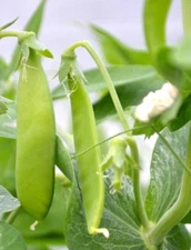 30 ct. Snow Pea Seeds - Non-GMO / Heirloom