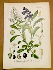 1886 ANTIQUE PICTURES LITHOGRAPH ART PRINT BOTANY FLOWER FLORA NATURE DECO PO...