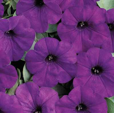 Easy Wave Petunia Seeds ~ Blue ~ Spring Flowers ~ Pretty ~ Gifts ~ Holidays