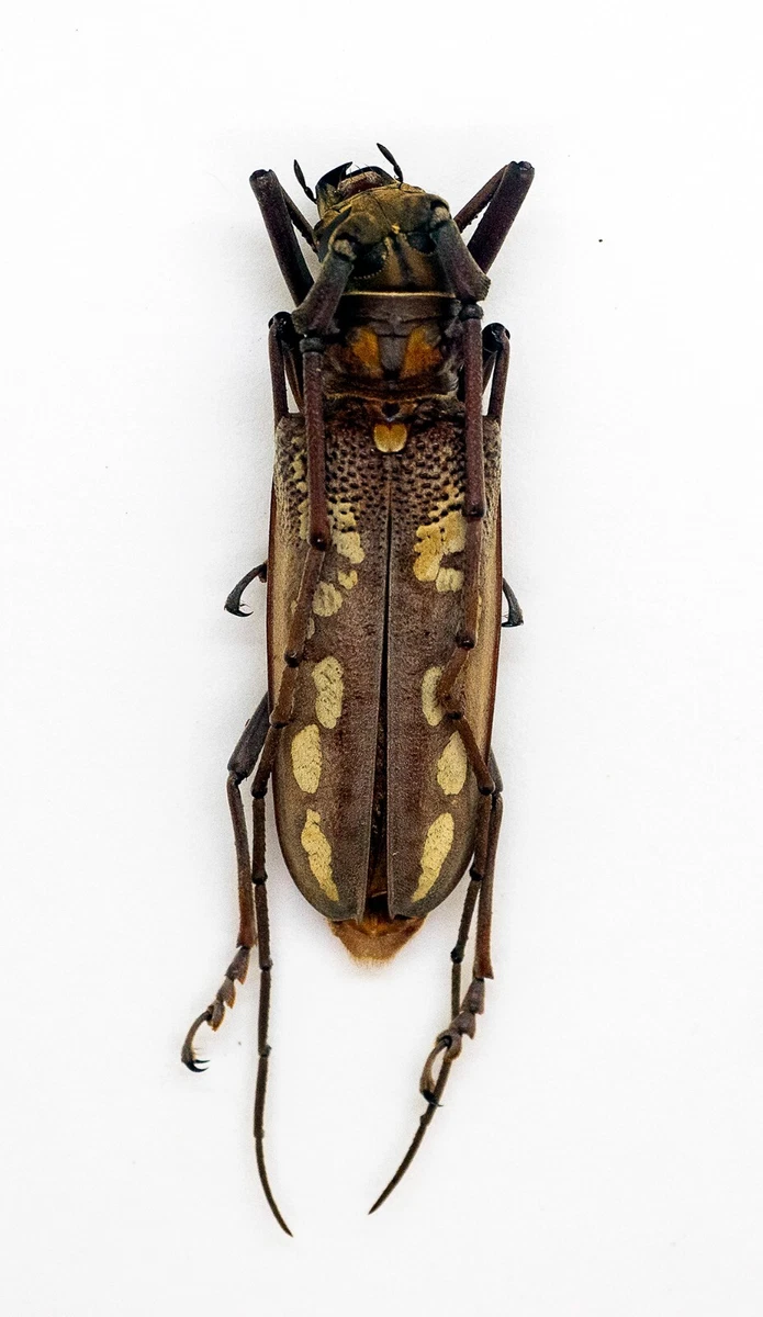 Batocera for sale | eBay