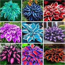 200 Mixed Color Hosta Seeds for Planting - Hostas Seeds Rare Perennial, Flower