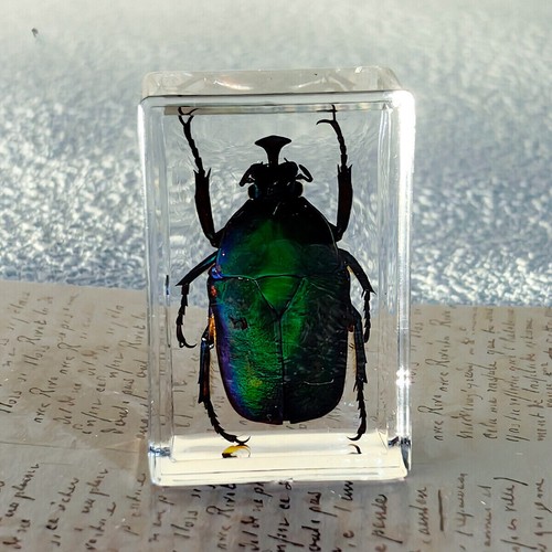 1pc Resin Real Insects Specimens Colorful Bugs Cricket Shrimp Beetles Ornaments - Foto 7 di 17