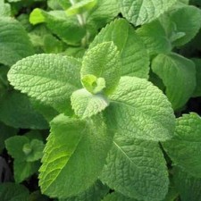 x3 Mint 'Egyptian Mint'/ Round Leaf/Herb/3 Plug Plants!