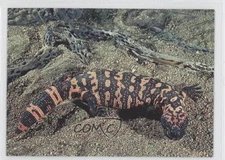 1993 CARDZ San Diego Zoo Gila Monster #56 0m0