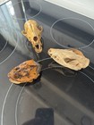Vintage Real Animal Skulls (3) Oddities Taxidermy  — photo 2