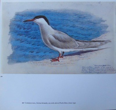 8BEAUTIFUL VINTAGE TUNNICLIFFE BIRD PRINT ~ COMMON TERN 