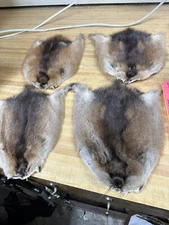 Tanned Muskrat Hide Medium Size ( Split Open ) Buying Only One