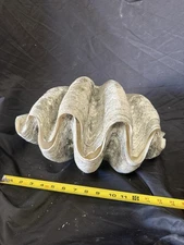 Giant Clam Shell matching pair tridacna gigas 15x9x6