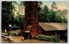 Postcard The Tree House Redwood Highway, California U4