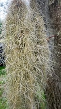 1 Gallon Bag Of Live Spanish Moss