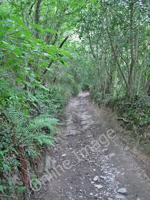 Foto 12x8 Spur durch Pennys Wald Littlehempston Die enge Öffentlichkeit von ca c2011