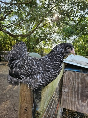 #ad #ad 6 Black and Blue Cuckoo Ameraucana Hatching Eggs Shipped in Foam $60.00