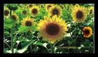 DR JIM STAMPS US COVER SUNFLOWERS FIRST DAY ISSUE ALL OVER BGC