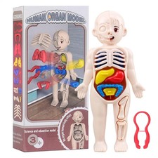 Human Body 3D Puzzle Learning Organ Educational Anatomy Model Toy For Children