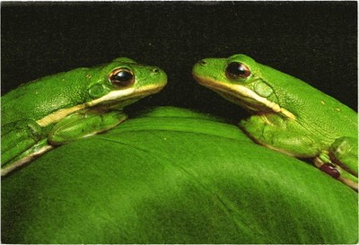 Green Tree Frogs Postcard Unposted National Audubon Society
