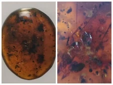 100 MILL. YEARS OLD BURMITE AMBER WITH INSECT & CICADA SKIN (ABR1/12)