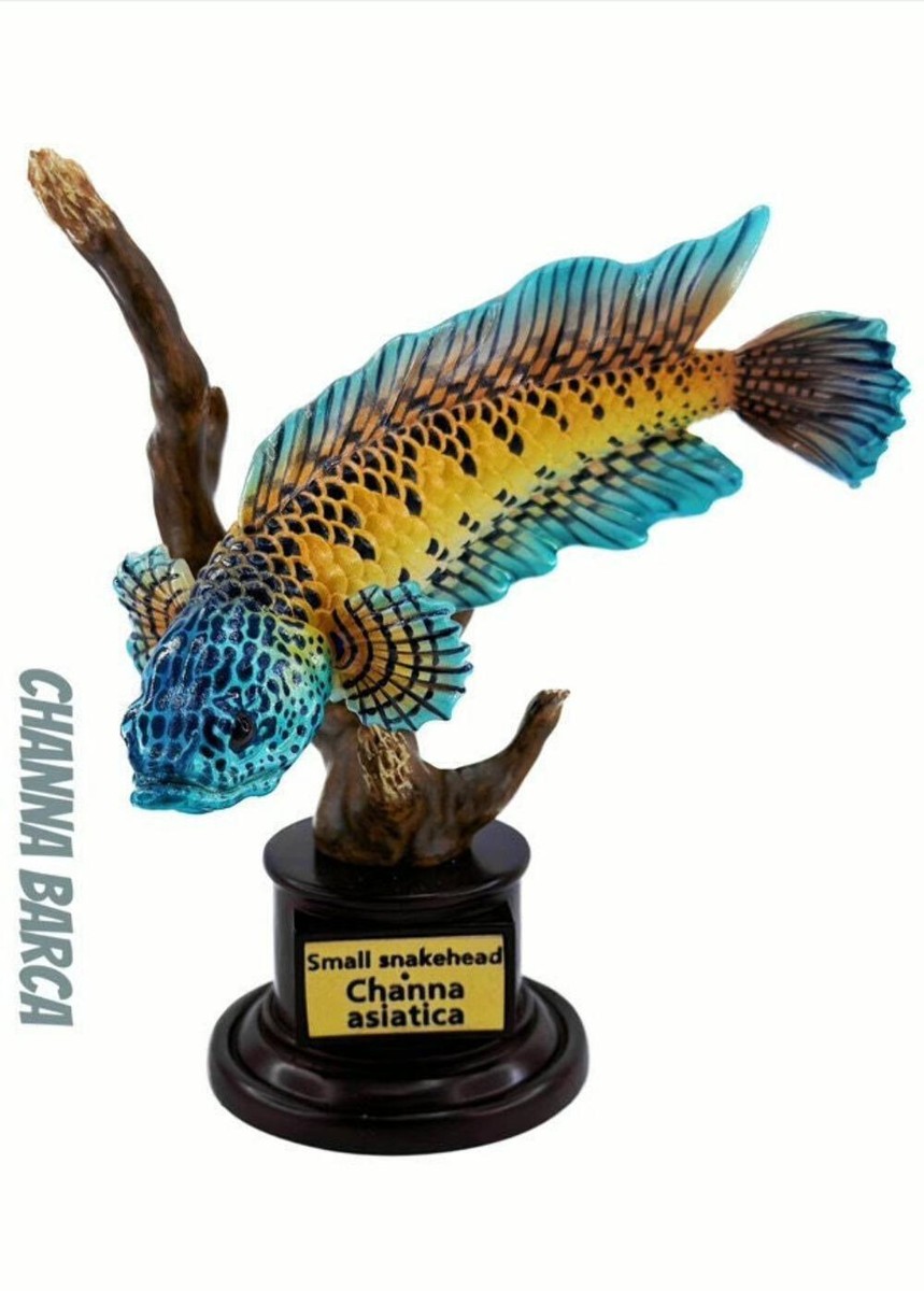 Super Q Channa Barca Barca snakehead fish resin figurine figure