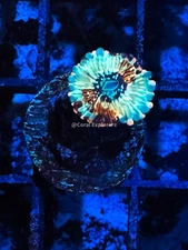 CE- WYSIWYG Seduction Zoa Zoanthid Frag Live Coral LPS SPS #R1GE15