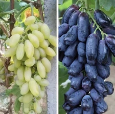 Finger Grape Seed Mix Green & Purple Edible Fruit Garden Organic NonGMO TX USA
