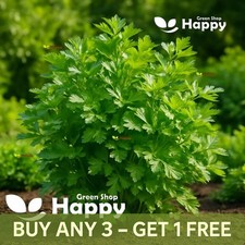 PARSLEY ITALIAN GIANT - 4 000 SEED - Herb Seeds - home grow herb all year
