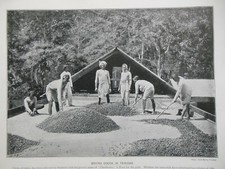 Victorian Photo Illustration (1897) Cocoa in Trinidad - Natal Laundry (Africa)