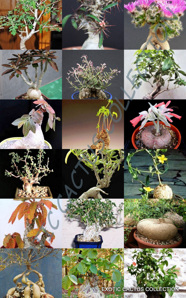 CAUDICIFORMS PLANTS MIX rare CAUDEX plant exotic succulents bonsai