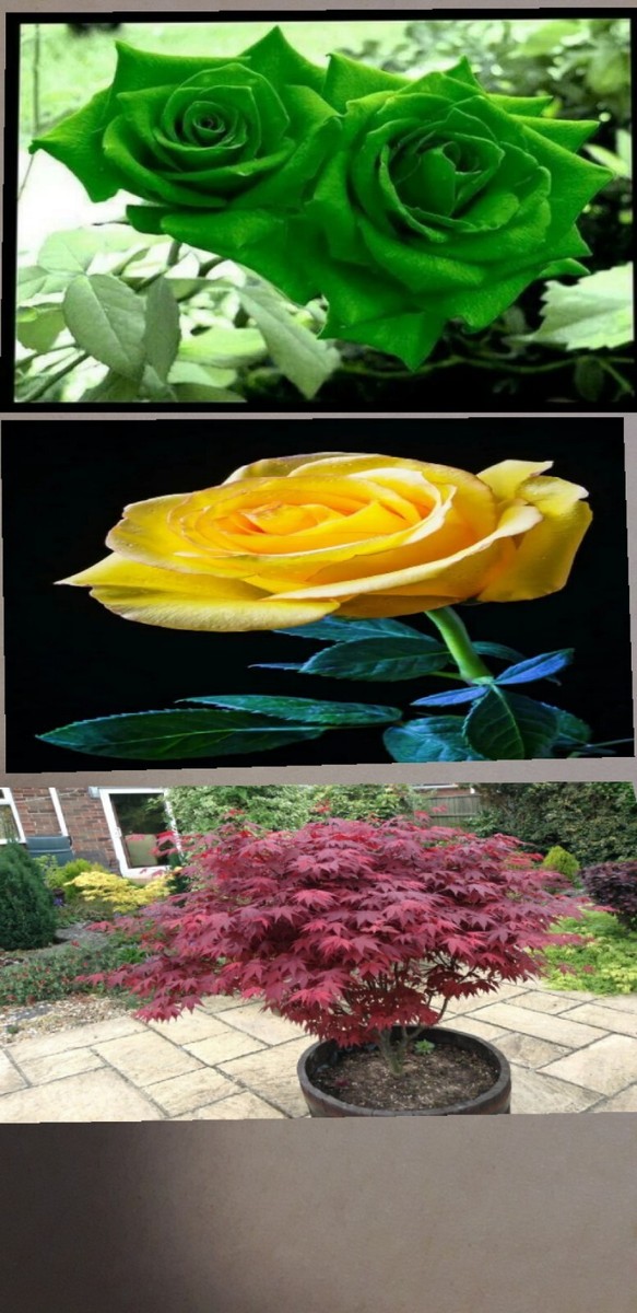 20 Seeds Japanese Red Maple Tree, 5 Yeĺlow Rose and 5 Green Rose