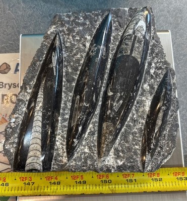   Nice Orthoceras Plate 7  X 5  Polished Devonian Fossils 2 Pounds 5 Ounces