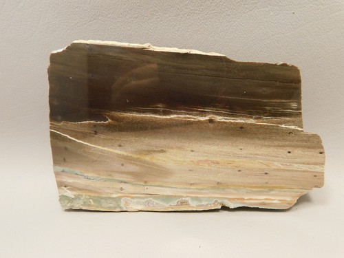 Petrified Wood Woodworthia Polished Piece Arizona #O100 - Picture 2 of 8
