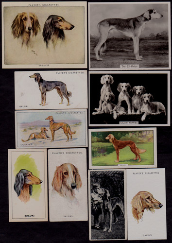 10 Different Vintage SALUKI Tobacco/Cigarette/Tea Dog Cards Lot 