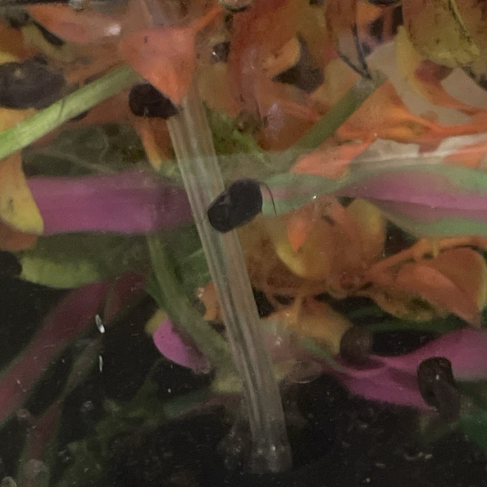 100 Feeder Snails Live Tank Cleaner Pea Puffer Turtle Food Ramshorn