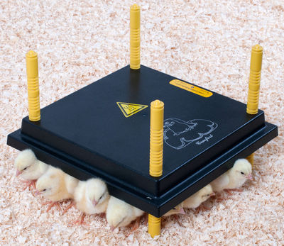 Chioccia Artificiale Pulcini Chioccia Artificiale Per Pulcini 66W - Piastra Termica 40x60cm, Temperatura Regolabile 10-70°C, Per 45-50 Pulcini Allevamento Pulcini - 3