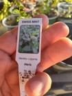 Swiss Mint Cutting - Unrooted - Free Shipping!