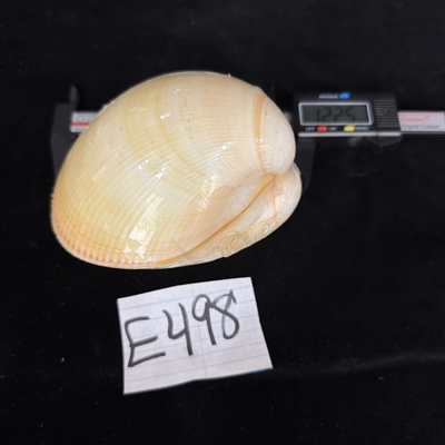 #ad Giant Pacific Cockle Shell 122.5mm Mexico Sealed E498 $18.00