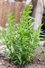 100 TARRAGON Common Kitchen Artemisia Dracunculus Herb Seeds Flat Shippin
