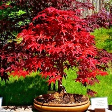 20 Red Japanese Maple Tree Seeds Palmatum atropurpureum Cold Hardy Bonsai Plant