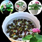 10pcs Pre-Sprouted Mixed Color Bonsai Bowl Lotus Aquatic Plants Ready to Thrive