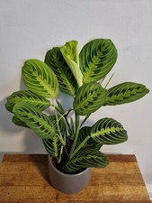 Maranta Lemon Lime | 12cm Pot | Maranta Facinator | Prayer Houseplant