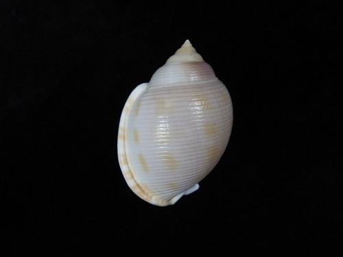 Sea Shell Semicassis bisulcata persimilis 59.7mm ID#8120 - Picture 2 of 3