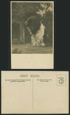 A Fluffy Dog Art Artist Drawn Doghouse Dog House Old Postcard Pets Pet Animals