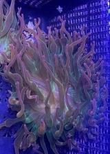 Rainbow Bubble Tip Anemone