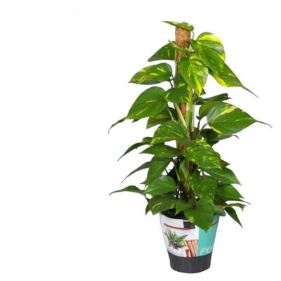 Efeutute am Moosstab Epipremnum Aureum Zimmerpflanzen rankend Ampelpflanzen  | eBay.de