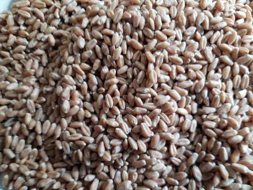 1 Lb (16 ounces) Semillas de Trigo Orgánicas/Organic Wheatgrass Seeds - Picture 3 of 12