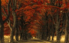 Landscape nature road trees fall leaves Custom Gaming Mat Desk